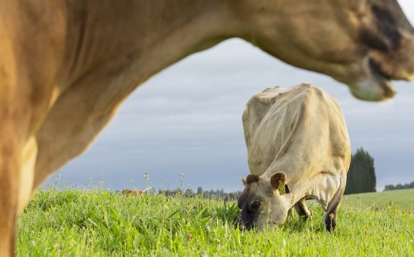 Maximise_InCalf_Rate