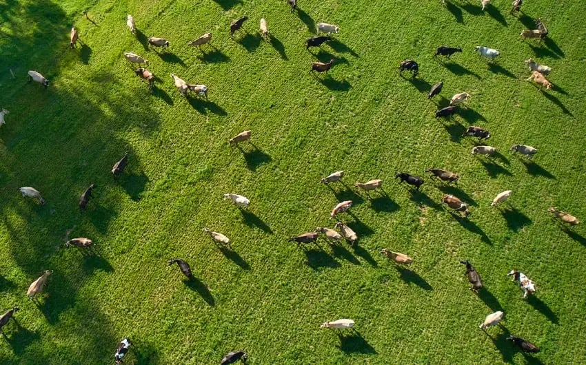 late-lactation-dry-off_850x530