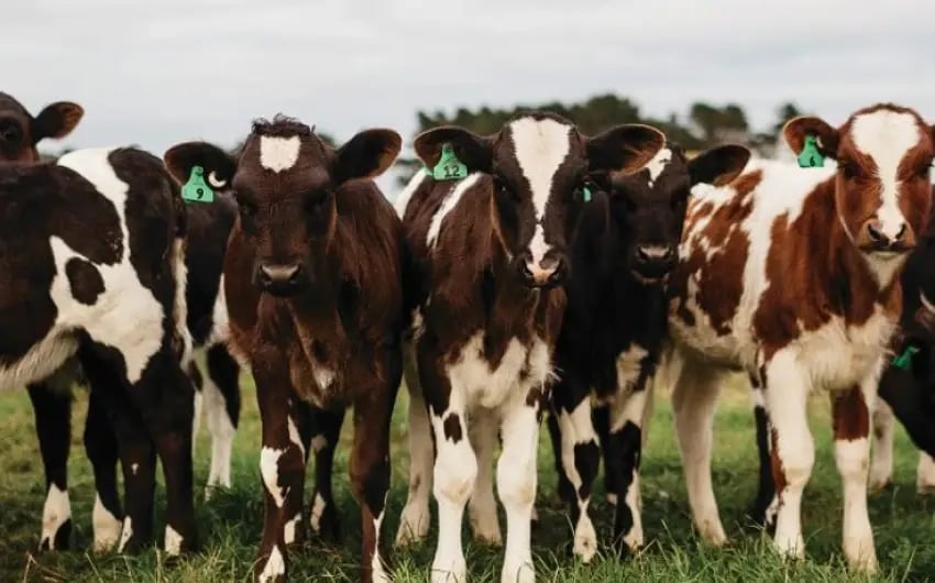 seamless-nait-ntegration