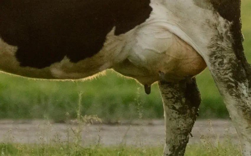 udder-healty_850x530